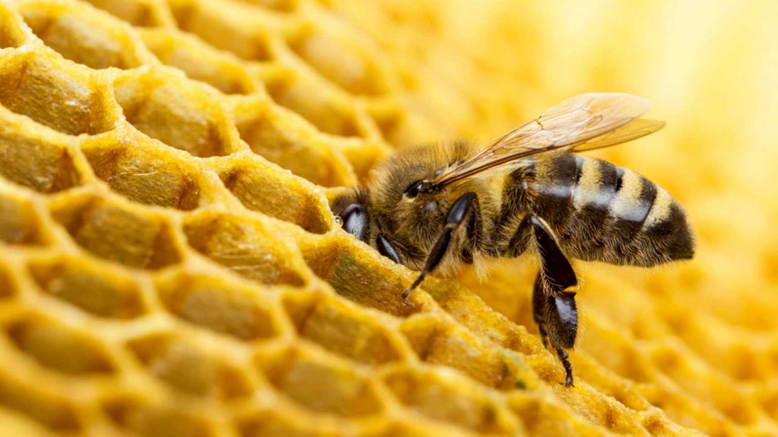 Deshonestidad Ubicación diferente a Características de las abejas