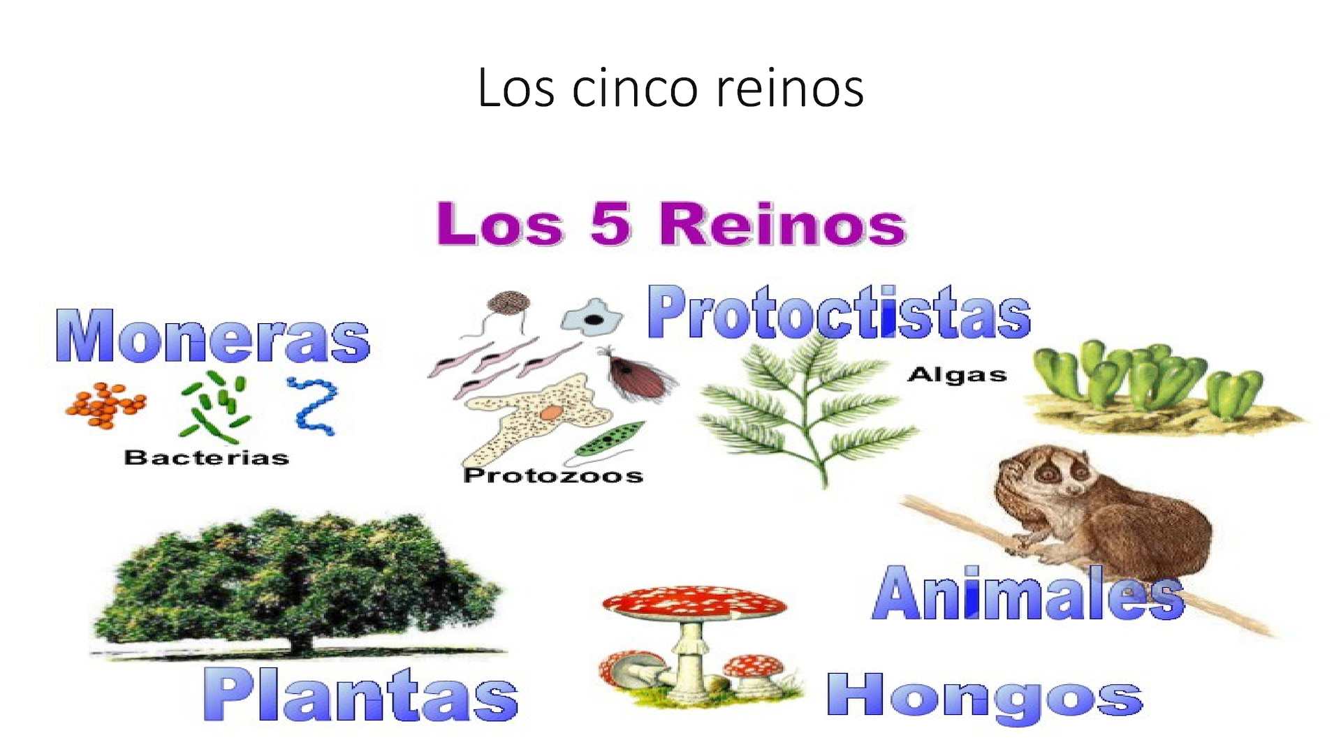 Características de los Reinos