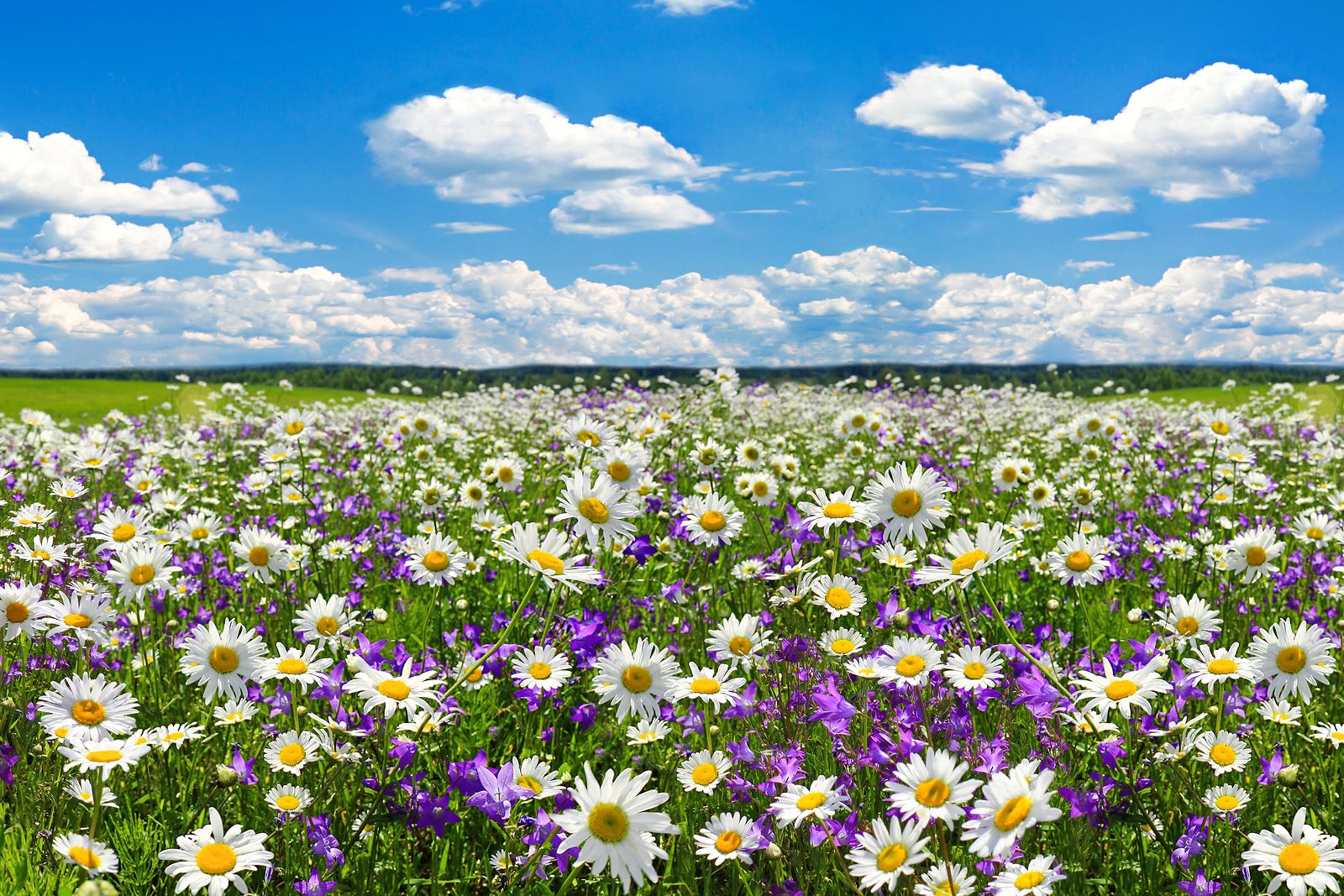 Características de la Primavera