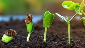 Características de las Plantas