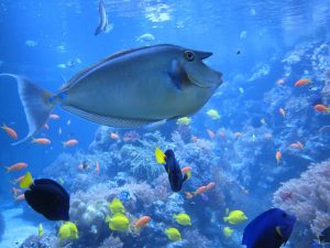 Características de los Peces