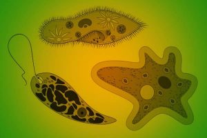 Características de los organismos unicelulares