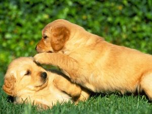 Características de un Perro