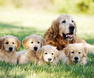 Animales
