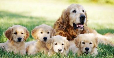 Animales