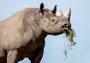 Características del reino animal