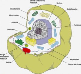 Características del reino fungi