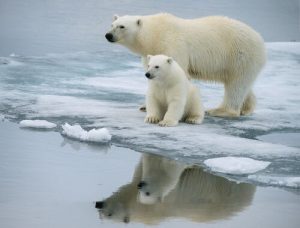 Características de los osos polares