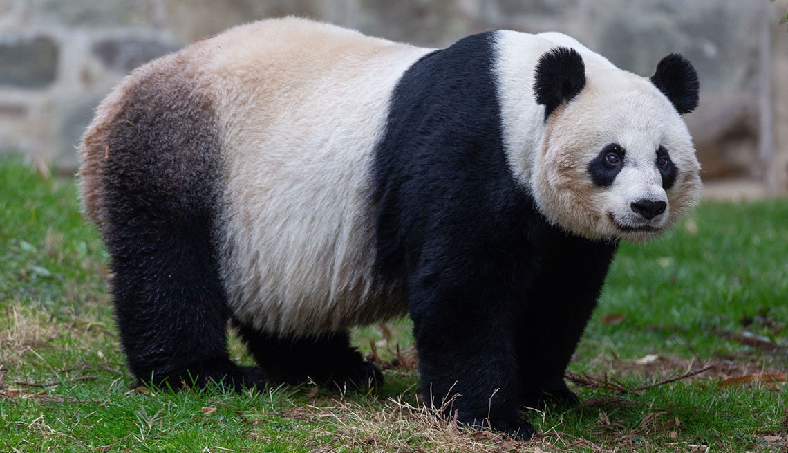 Complejo otro artículo Características del oso panda