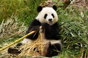 Características del oso panda