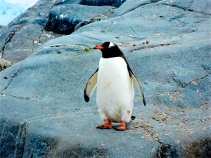 Características del Pingüino