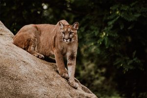 Características del Puma