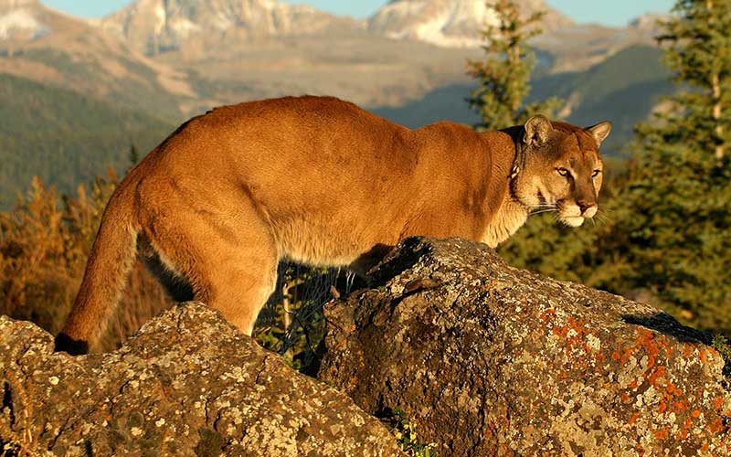 Rektor heilig Meditation el puma animal y sus caracteristicas Kino ...