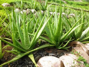 Características de la Sábila