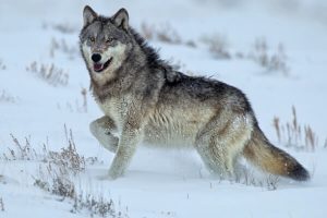 5 características de un Lobo