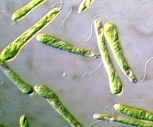 Características del reino protista