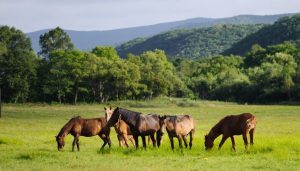 Características de la Pradera