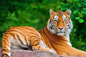 Características del Tigre