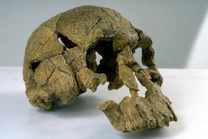 Características del homo habilis