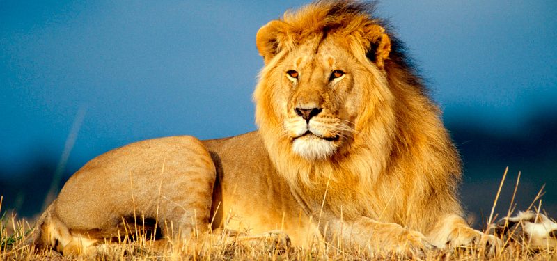 Top 65+ imagen personalidad de los leones