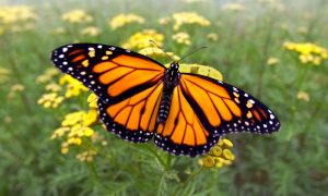 Características de las Mariposas