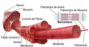 Características del Tejido Muscular