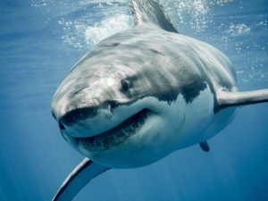 Características del Tiburón Blanco