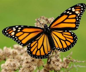 Características de la Naturaleza