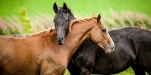 Características del Caballo