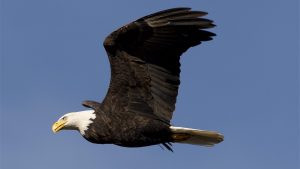 Características de las Aves