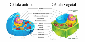 Características de la Célula Eucariota