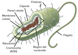 Características de la Célula Procariota