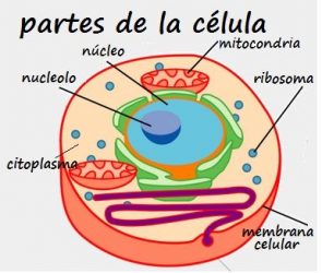 Características de la Célula