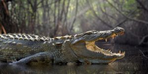 Características del Cocodrilo