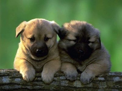Características de los Animales Mamíferos