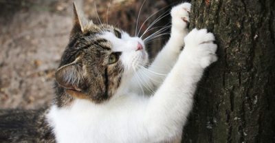 Características de un gato