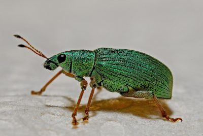 Características de un Insectos