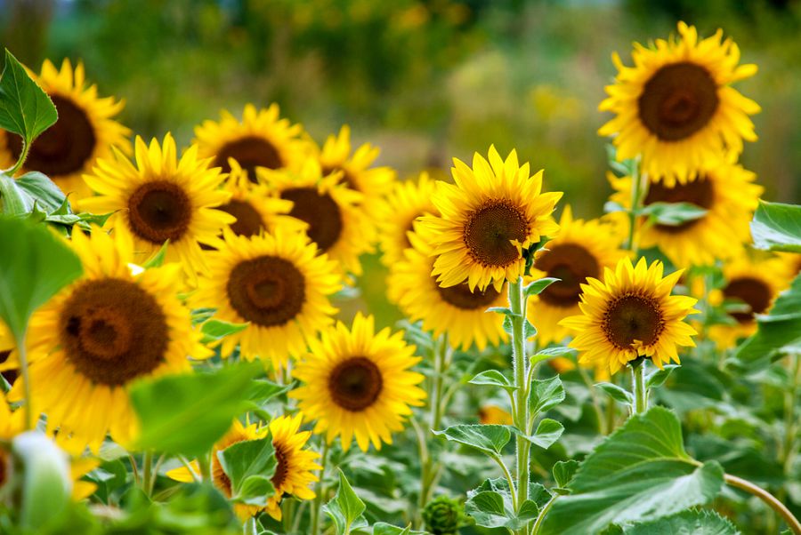 7 características principales de un girasol