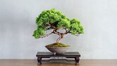 Características del Bonsai