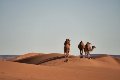 Características de un desierto