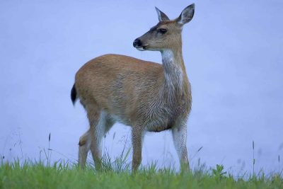 Características del Venado