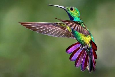 Colibrí