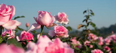 Las rosas Tienen espinas
