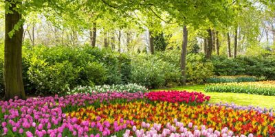 Características del Reino Vegetal